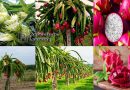 Dragon fruits Production Process and it’s Health Benefits