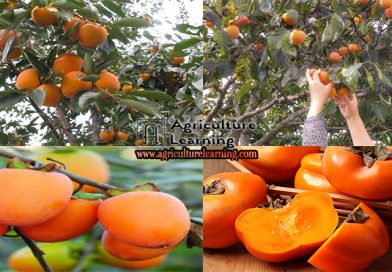 Persimmon fruit ( Health Benefits and Nutritional value )