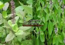 Basil or Tulsi Planting Information | Medicinal Values of Basil Plant