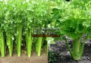 Celery, Celery Farming and its important information