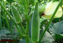 Okra farming information and its disease and pest management