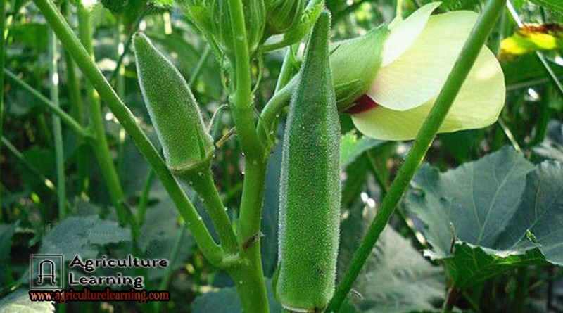 Okra farming information and its disease and pest management