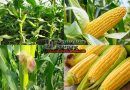 Maize Production Technology, uses and its health benefits
