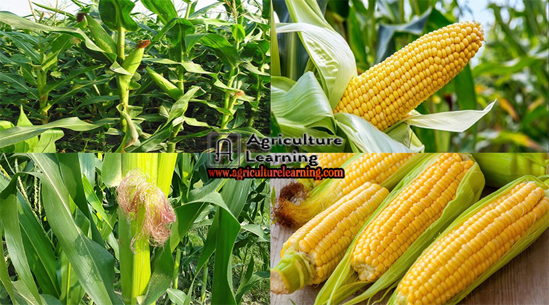Maize Production Technology, uses and its health benefits