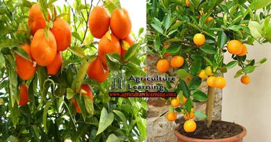 Orange cultivation process, variety and it’s health benefits