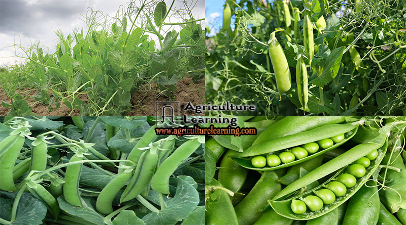 Green peas farming information and it’s health benefits