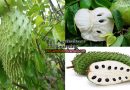 Soursop Fruit Production Technology and it’s Health Benefits