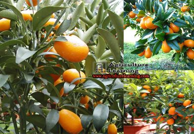 Sweet lemon (Citrus limetta) Production Technology