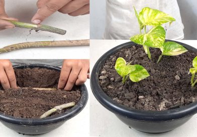 How to Grow Money Plant in Soil || How to get more plants from one cutting