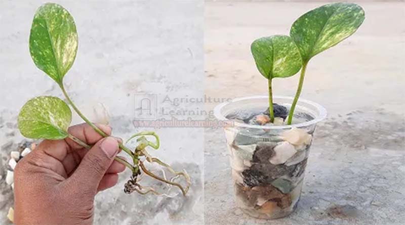 How to grow a money plant from cutting in water? Propagating a Money Plant Step by Step