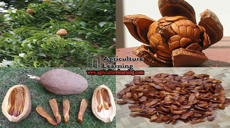 Method of making herbal pesticides from mahogany fruit