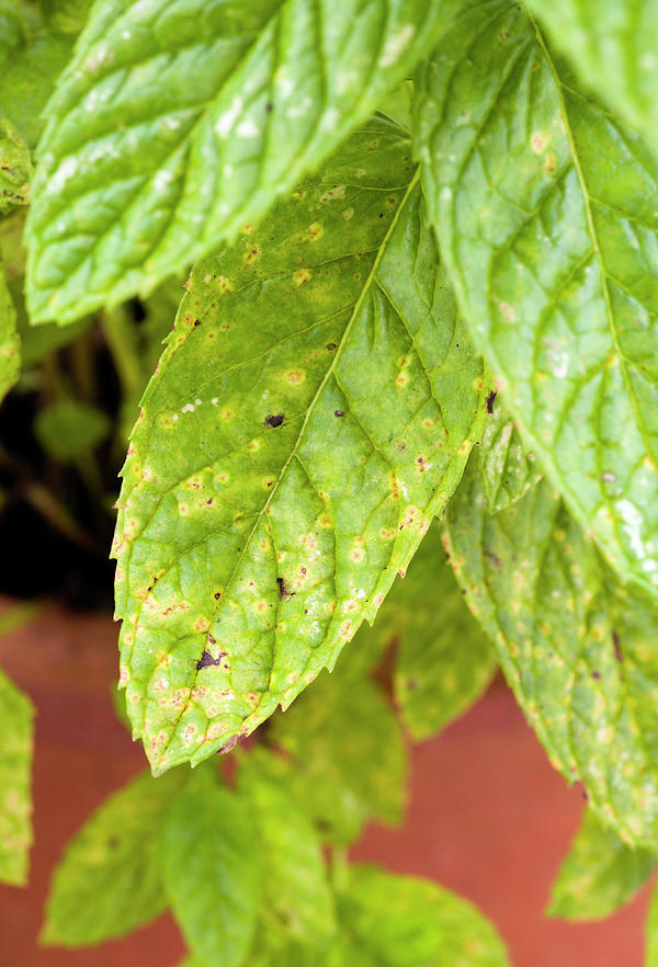 AgriculturelearningThe biggest field of agricultural information in