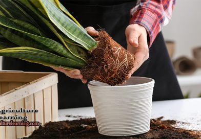 Snake Plant Leaves Turning Brown and Soft (7 Causes and Solutions)