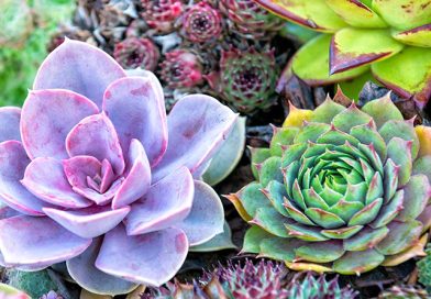 What to Do After Purchasing A Succulent Plant