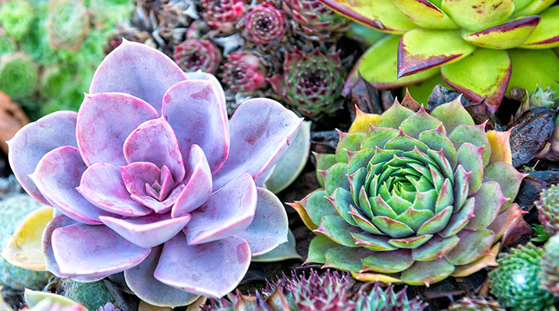 What to Do After Purchasing A Succulent Plant