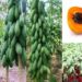 Learn How to Grow Papaya and the Benefits of Papaya Farming