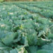 Modern cabbage cultivation method Step-by-Step Guide