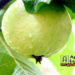 Production Technology and main features of Thai Guava