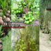 Vietnamese high yielding dwarf hybrid coconut cultivation method.