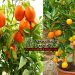 Orange cultivation process, variety and it's health benefits