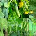 Cucumber Production Technology, Pest and Diseases Management