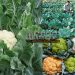 Cauliflower modern cultivation Process and its health benefits