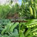 Green peas farming information and it’s health benefits